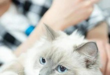 宠物猫市场的未来发展潜力（新兴行业中的挑战与机遇）