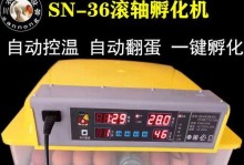 孵化小鸡的方法与技巧（揭秘如何成功孵化蛋出可爱小鸡）