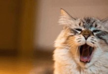 宠物猫市场的未来趋势（趋势分析与发展预测）