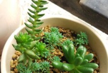 荣耀4c拍照表现如何？（细致还原画面，优秀的拍照性能引人关注）