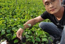 易丰5s手机的全面评测（一款实用性与性价比兼具的智能手机）
