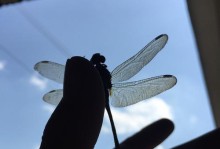 苹果6的拍照效果如何？（解密苹果6相机性能，发现其拍照功能之优势）